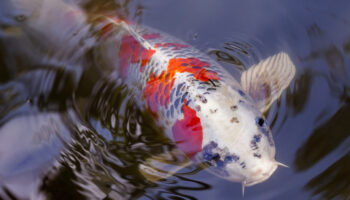 Exotic Koi fish carp swimming in pond at Shukkeien Park, Hiroshima, Japan.